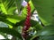 Alpinia purpurata, red ginger, ostrich plume or pink cone ginger - Botanical Garden Zurich or Botanischer Garten Zuerich