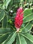 Alpinia purpurata or Red ginger or Ostrich plume or Pink cone ginger flower.