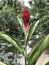 Alpinia purpurata or Red ginger or Ostrich plume or Pink cone ginger flower.