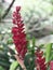 Alpinia purpurata or Red ginger or Ostrich plume or Pink cone ginger flower.