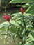 Alpinia purpurata or Red ginger or Ostrich plume or Pink cone ginger flower.