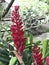 Alpinia purpurata or Red ginger or Ostrich plume or Pink cone ginger flower.