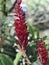 Alpinia purpurata or Red ginger or Ostrich plume or Pink cone ginger flower.