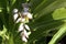 Alpinia zerumbet, commonly known as shell ginger in Varadero, Cuba