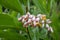 Alpinia zerumbet or shell ginger, tropical flora with unusual yellow flowers emerging from waxy white and pinkish shells