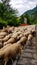 Alps Adria - Herd of sheep walking along Alpe Adria biking trail near Udine in Friuli-Venezia Giulia, Italy