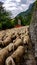 Alps Adria - Herd of sheep walking along Alpe Adria biking trail near Udine in Friuli-Venezia Giulia, Italy