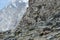 Alps - Alpine fauna - Rupicapra rupicapra rupicapra - Portrait of male Kozica Rupicaria against the background of alpine peaks