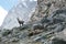 Alps - Alpine fauna - Rupicapra rupicapra rupicapra - Portrait of male Kozica Rupicaria against the background of alpine peaks