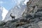 Alps - Alpine fauna - Rupicapra rupicapra rupicapra - Portrait of male Kozica Rupicaria against the background of alpine peaks