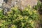 Alps Flora: spiniest thistle, Cirsium spinosissimum