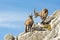 Alps ibex