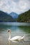 Alps lake with swan