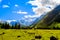 Alps mountain meadow tranquil summer view.