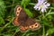 Alps, Ramsau, Bright-eyed Ringlet