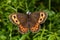 Alps, Ramsau, Bright-eyed Ringlet