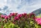 Alps roses in the mountains