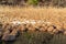 Alpsee lake conservation area with reeds and rush.