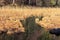 Alpsee lake conservation area with reeds and rush.