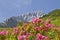Alpspitze and rhodendron