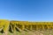 Alsace`s vineyards on an autumn day, Grand Est, France