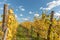 Alsace vineyard in autumn with yellow leaves