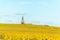 Alsace vineyard in autumn with yellow leaves