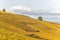 Alsace vineyard in autumn with yellow leaves.