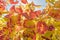 Alsace vineyard in autumn with yellow leaves.