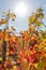 Alsace vineyard in autumn with yellow leaves.