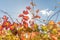 Alsace vineyard in autumn with yellow leaves.