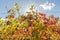 Alsace vineyard in autumn with yellow leaves.