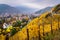 Alsace vineyards in autumn, Thann, France