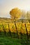 Alsace wineyard