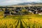 Alsace wineyard