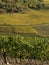 Alsacian vineyards