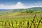 Alsacian Vineyards at Bruche Valley