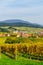 Alsacien landscape with yellow vineyards