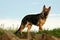 Alsatian dog