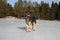 Alsatian dog on the frozen lake