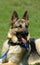 Alsatian - German Shepherd