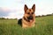 Alsatian ( German Shepherd Dog )