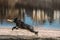Alsatian Wolf Dog Or Black German Shepherd Dog Playing Outdoor With Flying Disc. Playful Pet Outdoors. Deutscher German