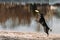 Alsatian Wolf Dog Or Black German Shepherd Dog Playing Outdoor With Flying Disc. Playful Pet Outdoors. Leisure Game For