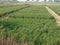 Alsi crop growing in field in India