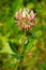 Alsike Clover - Trifolium hybridum