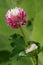 Alsike Clover - Trifolium hybridum