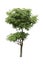 Alstonia Apocynaceae, a two level of decoration tree isolated over white background