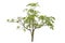 Alstonia scholaris (Apocynaceae), commonly called Blackboard tree, Indian devil tree, Ditabark, Milkwood pine, White