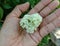 Alstonia Scholaris is blooming with a slightly yellowish-white and green tinge.